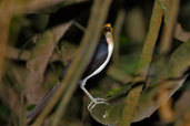 White-necked Picathartes, Ghana, May 2011 - click for larger image