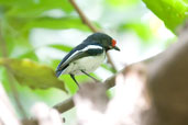 Brown-throated Wattle-eye, Mole National Park, Ghana, June 2011 - click for larger image