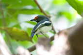 Brown-throated Wattle-eye, Mole National Park, Ghana, June 2011 - click for larger image