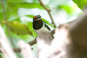 Brown-throated Wattle-eye, Mole National Park, Ghana, June 2011 - click for larger image