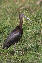 Glossy Ibis, Lake Ziway, Ethiopia, January 2016 - click for larger image