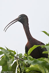 Glossy Ibis, Ankarafantsika, Madagascar. November 2016 - click for larger image