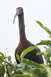 Glossy Ibis, Ankarafantsika, Madagascar. November 2016 - click for larger image