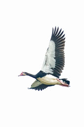 Spur-winged Goose, Mole National Park, Ghana, June 2011 - click for larger image