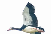 Spur-winged Goose, Mole National Park, Ghana, June 2011 - click for larger image