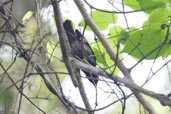 Maxwell's Weaver, Bobori Forest, Ghana, June 2011 - click for larger image