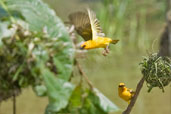 Orange Weaver, Shama, Ghana, June 2011 - click for larger image