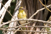 Orange Weaver, Shama, Ghana, June 2011 - click for larger image