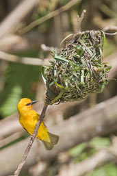 Orange Weaver, Shama, Ghana, June 2011 - click for larger image