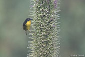 Baglafecht Weaver, Addis Ababa, Ethiopia, January 2016 - click for larger image