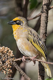 Baglafecht Weaver, Addis Ababa, Ethiopia, January 2016 - click for larger image