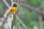 Village Weaver, Shama, Ghana, May 2011 - click for larger image