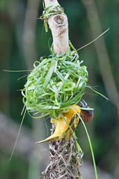 Village Weaver, Shama, Ghana, May 2011 - click for larger image