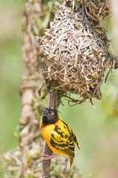 Village Weaver, Shama, Ghana, June 2011 - click for larger image