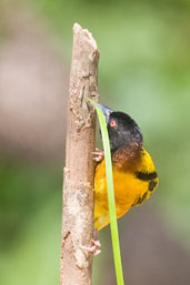 Village Weaver, Shama, Ghana, May 2011 - click for larger image