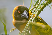 Village Weaver, Lake Beseka, Ethiopia, January 2016 - click for larger image