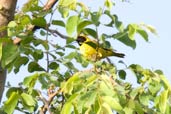 Little Weaver, Mole National Park, Ghana, June 2011 - click for larger image