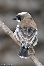 White-browed Sparrow-weaver, Lake Ziway, Ethiopia, January 2016 - click for larger image