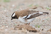 White-browed Sparrow-weaver, Lake Shalla, Ethiopia, January 2016 - click for larger image