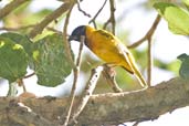 Black-headed Weaver, Ghana, June 2011 - click for larger image