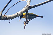 Nelicourvi Weaver, Perinet (Analamazaotra), Madagascar, November 2016 - click for larger image