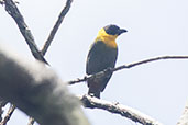 Nelicourvi Weaver, Perinet (Analamazaotra), Madagascar, November 2016 - click for larger image