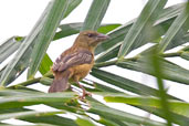 Female Vieillot's Black Weaver, Kakum National Park, Ghana, May 2011 - click for larger image