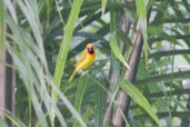 Black-necked Weaver, Kakum National Park, Ghana, May 2011 - click for larger image