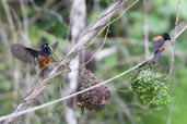 Male Vieillot's Black Weaver, Shama, Ghana, May 2011 - click for larger image