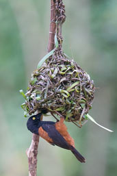 Male Vieillot's Black Weaver, Shama, Ghana, May 2011 - click for larger image