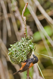 Male Vieillot's Black Weaver, Shama, Ghana, May 2011 - click for larger image