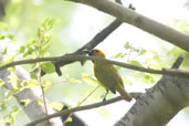 Black-necked Weaver, Mole National Park, Ghana, June 2011 - click for larger image