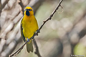 Spectacled Weaver, Lake Awassa, Ethiopia, January 2016 - click for larger image