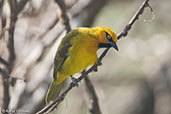 Spectacled Weaver, Lake Awassa, Ethiopia, January 2016 - click for larger image