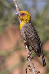 Sakalava Weaver, Berenty Reserve, Madagascar, November 2016 - click for larger image