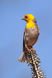 Sakalava Weaver, Berenty Reserve, Madagascar, November 2016 - click for larger image