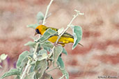 Speke's Weaver, Bogol Manyo Road, Ethiopia, January 2016 - click for larger image