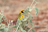 Speke's Weaver, Bogol Manyo Road, Ethiopia, January 2016 - click for larger image