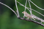 Chestnut-crowned Sparrow-weaver, Mole National Park, Ghana, June 2011 - click for larger image