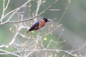 Yellow-mantled Weaver, Kakum National Park, Ghana, May 2011 - click for larger image