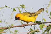 Vitelline Masked Weaver, Lake Chelekcheka, Ethiopia, January 2016 - click for larger image