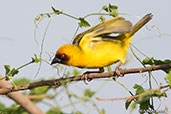 Vitelline Masked Weaver, Lake Chelekcheka, Ethiopia, January 2016 - click for larger image