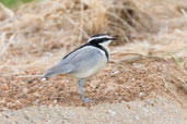 Egyptian Plover, Tono Dam, Ghana, June 2011 - click for larger image