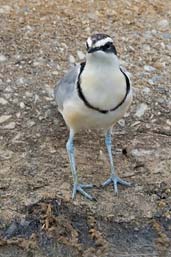 Egyptian Plover, Tono Dam, Ghana, June 2011 - click for larger image