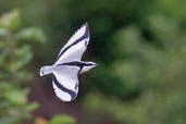 Egyptian Plover, Tono Dam, Ghana, June 2011 - click for larger image