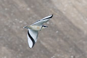 Egyptian Plover, Tono Dam, Ghana, June 2011 - click for larger image