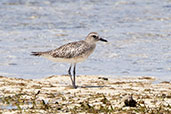 Grey Plover, Nosy Ve, Madagascar, November 2016 - click for larger image