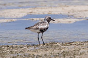 Grey Plover, Nosy Ve, Madagascar, November 2016 - click for larger image