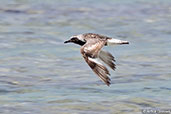 Grey Plover, Nosy Ve, Madagascar, November 2016 - click for larger image