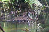 Female African Finfoot, Ankasa, Ghana, May 2011 - click for larger image